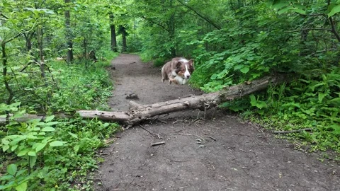 Australian Shepherd dog jumping over fallen tree on forest path surrounded by Stock Footage 319920504