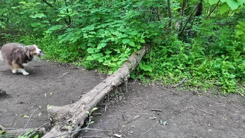 Australian Shepherd dog jumping over fallen tree on forest path surrounded by Stock Footage 319920506
