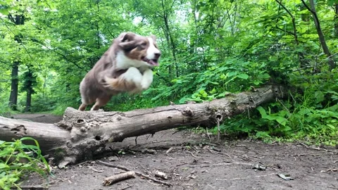 Australian Shepherd dog jumping over fallen tree on forest path surrounded by Stock Footage 319920593