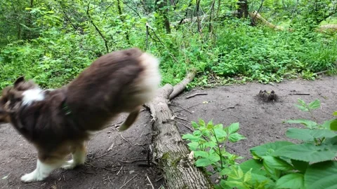 Australian Shepherd dog jumping over fallen tree on forest path surrounded by Stock Footage 319920594