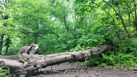 Australian Shepherd dog jumping over fallen tree on forest path surrounded by Stock Footage 319920768
