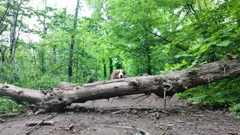 Australian Shepherd dog jumping over fallen tree on forest path surrounded by Stock Footage 319920769