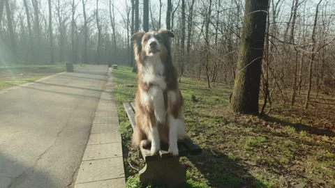 Australian shepherd dog jumping onto a park bench and performing a cute trick Stock Footage 341966370