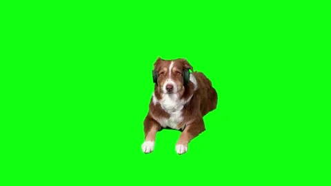 Australian shepherd Dog lying down, front view with blue headphones Stock Footage 158876400