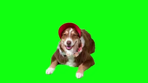 Australian shepherd Dog lying down with silly red hat, green screen background Stock Footage 158876409
