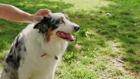 Australian Shepherd dog portrait with striking blue eyes captured outdoors in a Stock Footage 279759853
