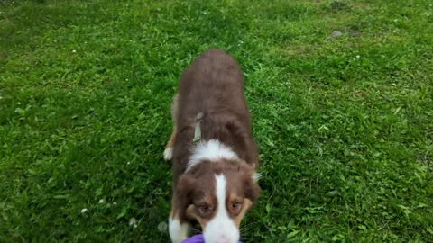 Australian Shepherd dog pulling purple puller toy on green grass during outdoor Stock Footage 319924142