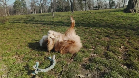 Australian shepherd dog rolling on the grass near a rope toy in a park. Concept Stock Footage 341968197