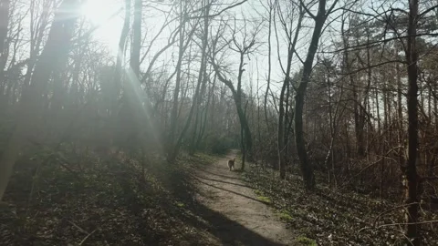 Australian shepherd dog walking away along a forest trail on a sunny day Stock Footage 341966754