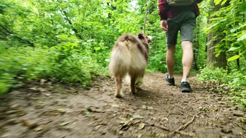 Australian Shepherd dog walking with man in red checkered shirt along forest Stock Footage 319920060