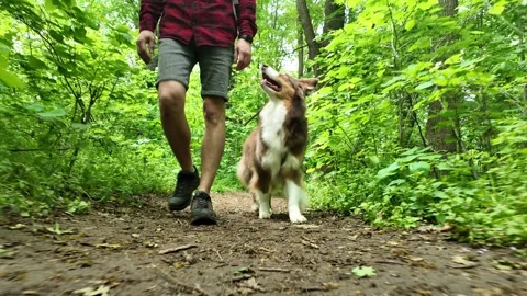 Australian Shepherd dog walking with man in red checkered shirt along forest Stock Footage 319920432