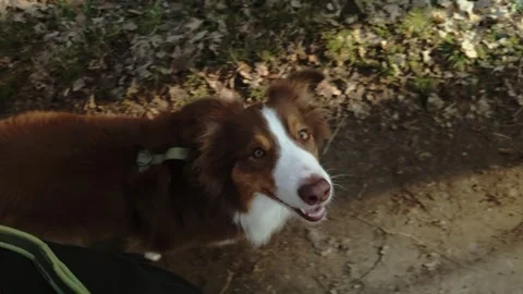 Australian shepherd dog walking next to its owner along a forest trail during an Stock Footage 341966421