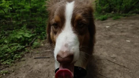 Australian shepherd drinking water from a portable bottle during a forest walk Stock Footage 327234419