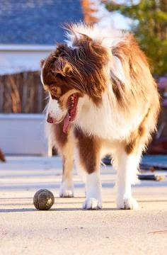 Australian Shepherd eager to play Foto stock