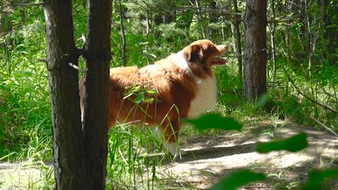  australian shepherd in the forest Stock Footage 160396306