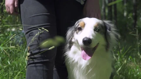 Australian shepherd on the grass Stock Footage 136321594