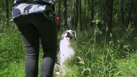 Australian shepherd on the grass Stock Footage 136321611
