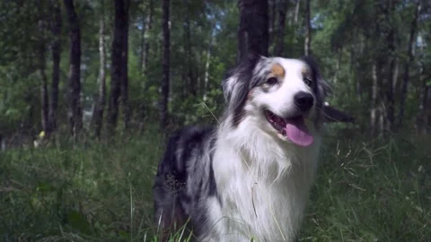 Australian shepherd on the grass Stock Footage 136321754