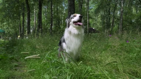 Australian shepherd on the grass Stock Footage 136321788