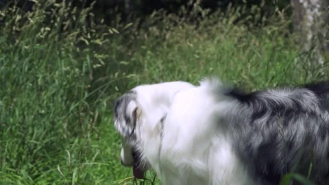 Australian shepherd on the grass Stock Footage 136322193
