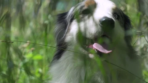 Australian shepherd on the grass Stock Footage 136329254