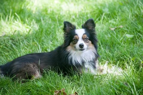 Australian Shepherd Grass Stock Photos