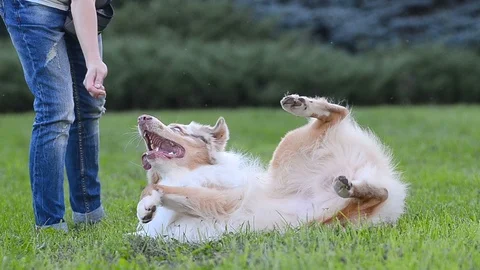 Australian shepherd has fun Stock Footage 90739774