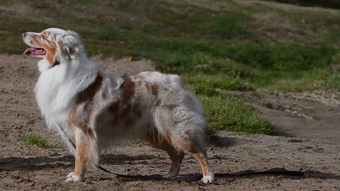 Australian shepherd having fun on the beach Stock Footage 101970437