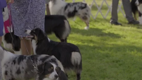 Australian shepherd lined up for judging Stock Footage 263921465
