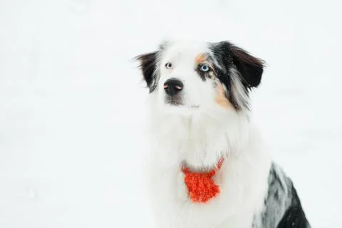 Australian shepherd looking at camera in winter forest close up portrait Stock Photos