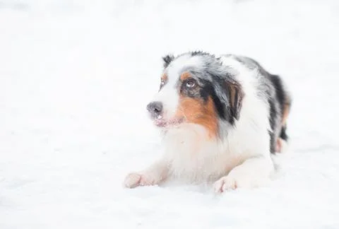 Australian shepherd lying and devotedly looking in winter forest. Stock Photos