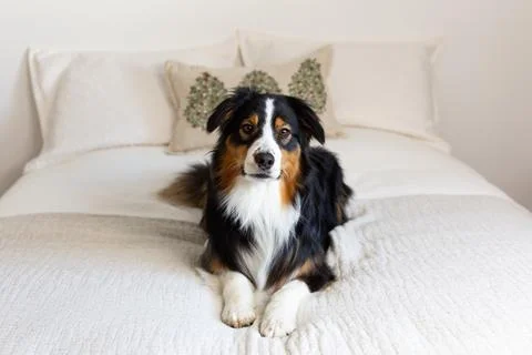 Australian Shepherd lying down on bed Stock Photos