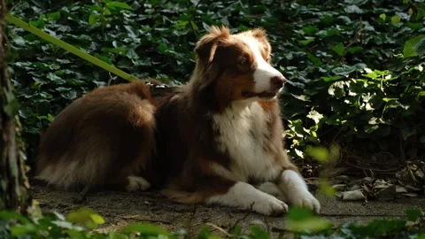 Australian Shepherd lying on forest ground among green leaves, resting calmly on Stock Footage 327231684