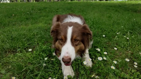 Australian shepherd lying on green grass among small wildflowers, head lowered Stock Footage 327234704
