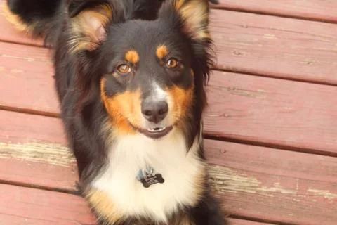 Australian Shepherd lying on red deck Stock Photos