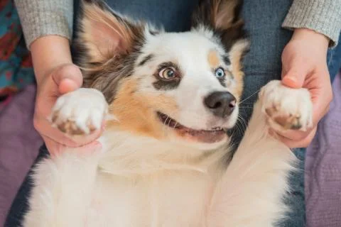Australian shepherd lying upside down closeup portrait Stock Photos