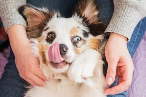 Australian shepherd lying upside down and licking her nose closeup portrait Stock Photos