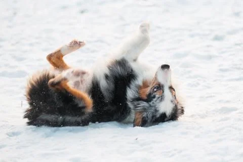 Australian shepherd lying upside down in winter forest. Stock Photos