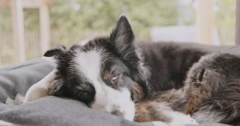 Australian Shepherd lying by window on bed, gimbal push-in shot Video stock 317537482