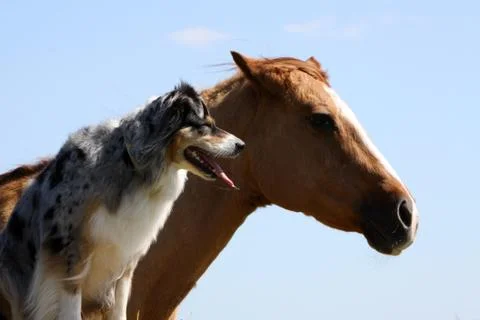 Australian Shepherd mit Pferd Stock Photos