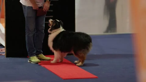 Australian shepherd performing sit command during dog training Stock Footage 328657993
