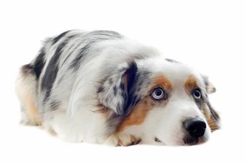Australian shepherd Stock Photos