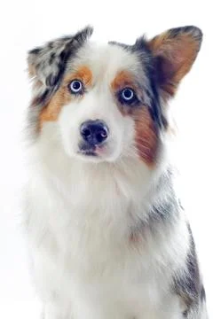 Australian shepherd Stock Photos