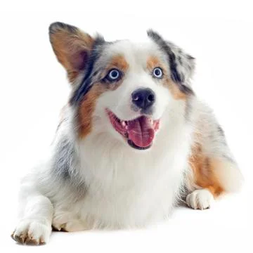 Australian shepherd Stock Photos