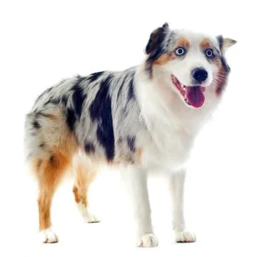 Australian shepherd Stock Photos
