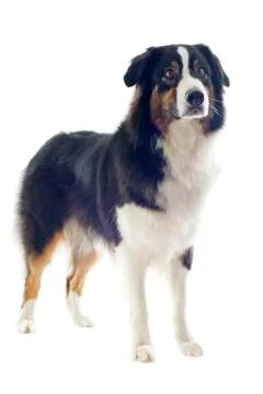 Australian shepherd Stock Photos