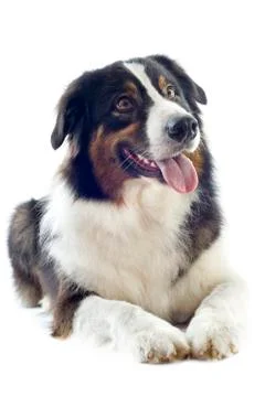 Australian shepherd Stock Photos