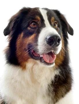 Australian shepherd Stock Photos