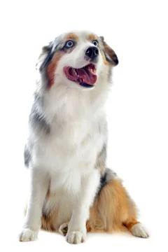 Australian shepherd Stock Photos