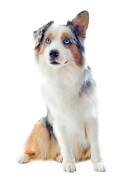 Australian shepherd Stock Photos
